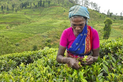 Sri Lanka, center province, Dalhousie, Tamil woman picking tea leaves in a tea plantation