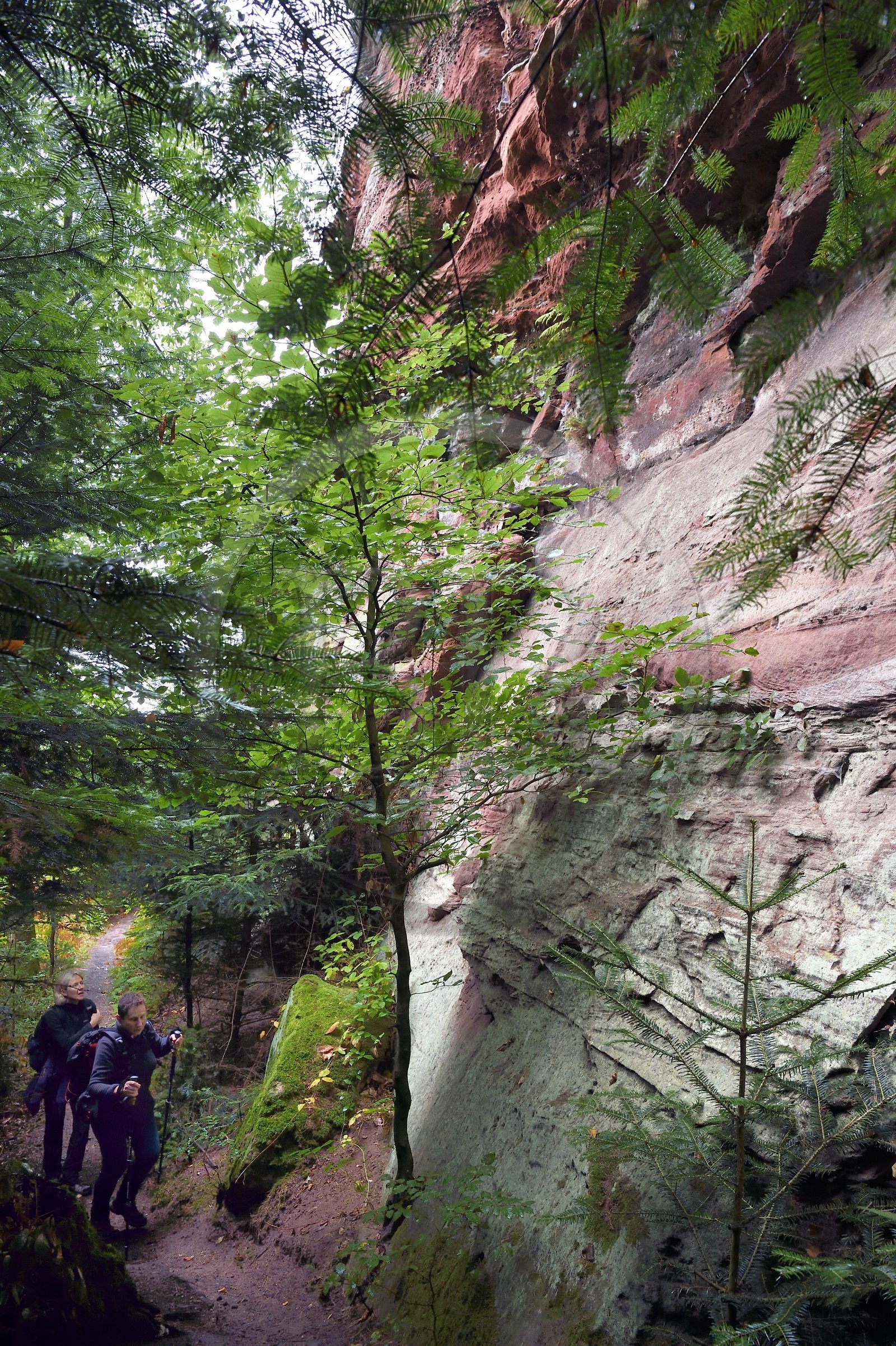 France, Bas-Rhin (67), Parc Naturel régional des Vosges du Nord, La Petite Pierre, rrandonneurs sur le sentier des Trois Roches en dessous du Rocher Blanc