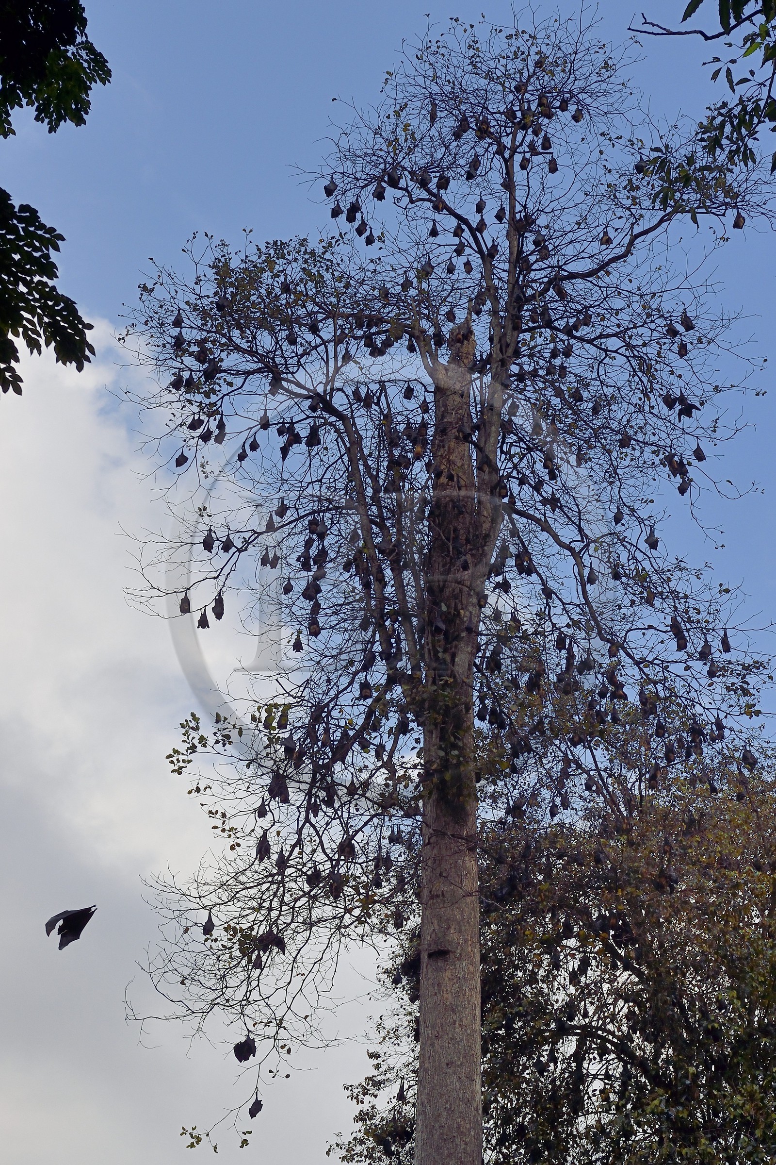 Sri Lanka, province du centre, Kandy, jardin botanique de Peradeniya, colonie de chauve-souris frugivores