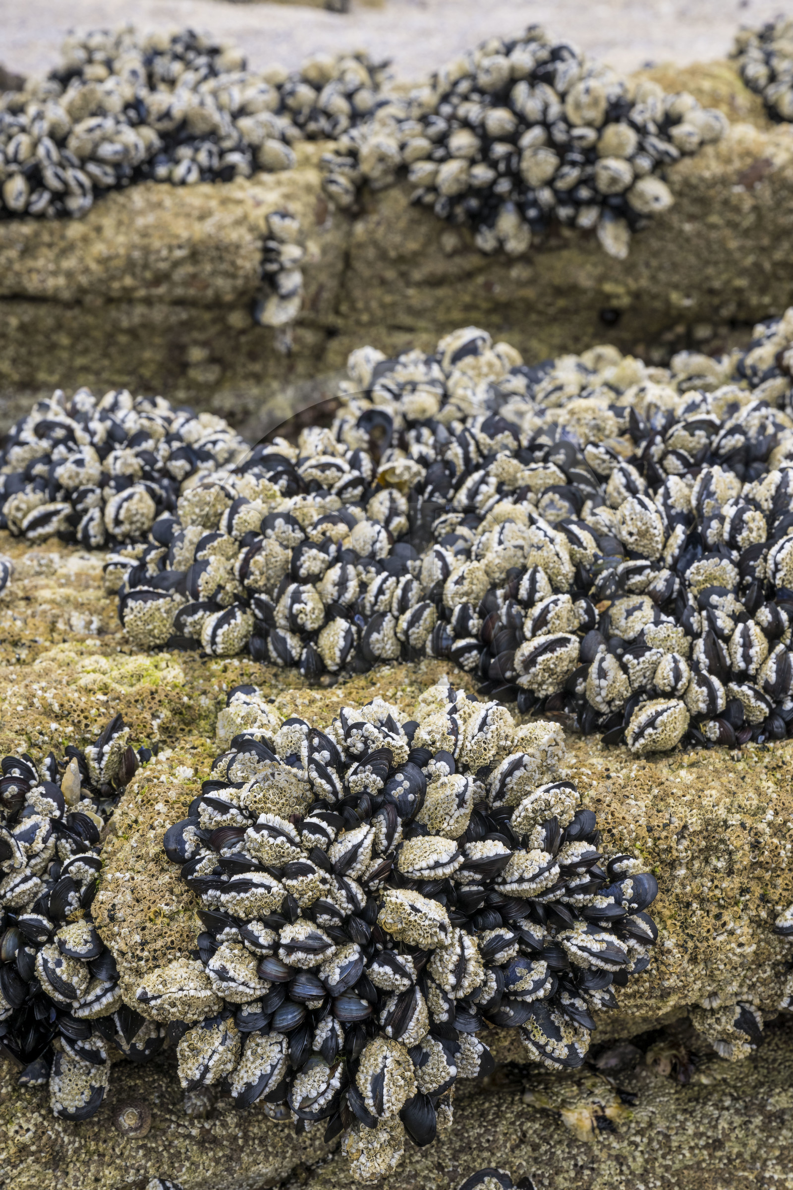 France, Côtes d'Armor (22), Grand Site de France Cap d'Erquy – Cap Fréhel, Erquy, l'Ilot Saint-Michel, moules sauvages
