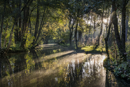 France, Vendée (85), Parc Interrégional du Marais Poitevin labellisé Grand Site de France, Le Mazeau, découverte en barque à fond plat au petit matin du marais humide le long de ses biefs (canaux aménagés)