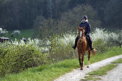 France, Meuse, Lorraine Regional Park, Cotes de Meuse, Saint Maurice sous les Cotes, rider passing in front of  mirabelliers (cherry-plum trees) in bloom