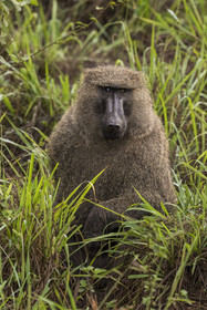 Rwanda, Akagera National Park, olive baboon (Papio anubis)