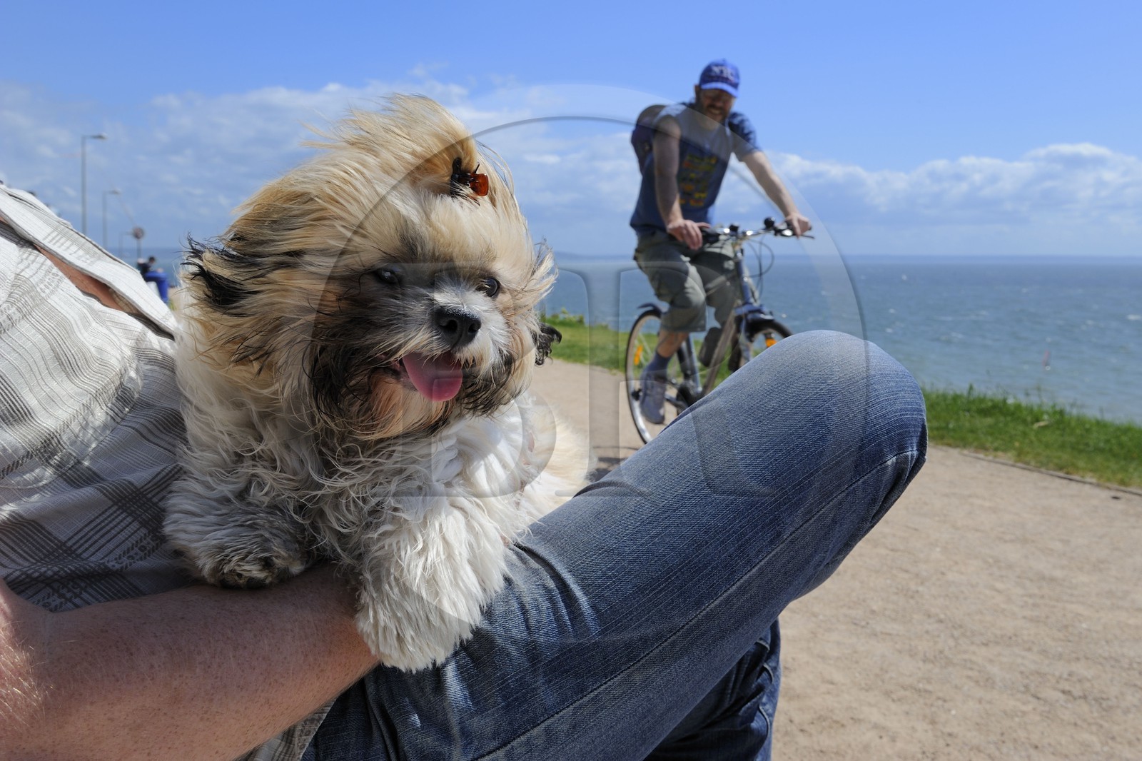France, Seine-Maritime (76), la commune de Sainte-Adresse prolonge Le Havre par la côte, chien en villégiature