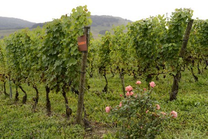 France, Meurthe-et-Moselle, Bruley, vineyards of the Cotes de Toul, Gamay grape variety