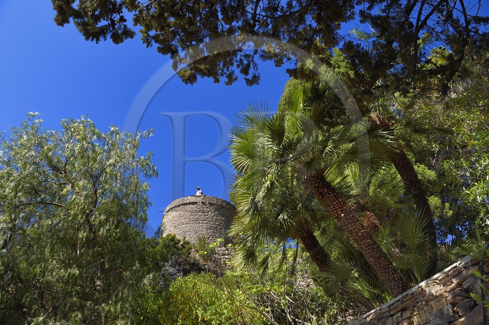 France, Var (83), Hyères, le Castel Sainte-Claire dont les jardins sont labellisés Jardins Remarquables de France, palmier nain chamaerops humilis