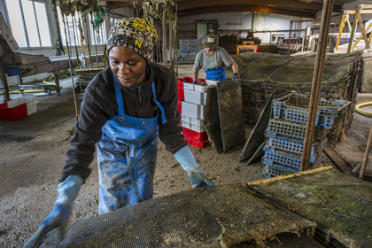 France, Finistère (29), Pays des Abers,  Lannilis, viviers et parc à huitres Prat-Ar-Coum, entreprise ostréicole de la famille d’Yvon Madec sur l'Aber Benoit, Halima, et Catia en arrière plan, travaillent à la mise en poche de la criblure de naissains d’huitres