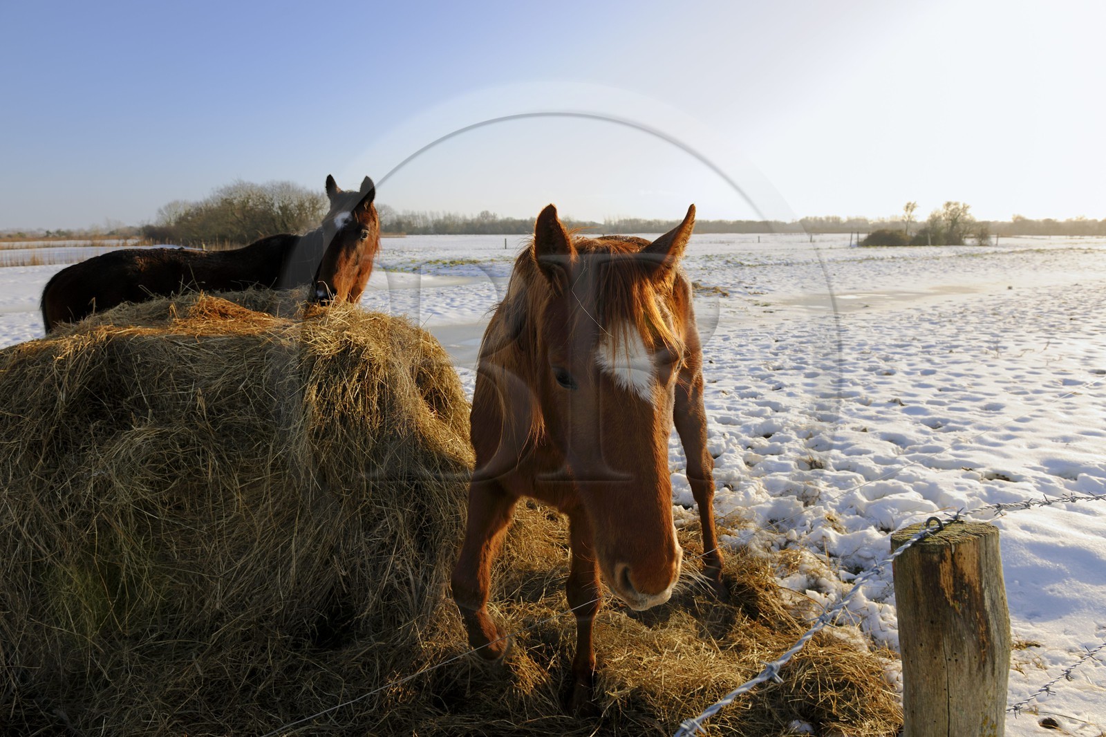 France, Manche (50), Cotentin, chevaux dans le bocage enneigé