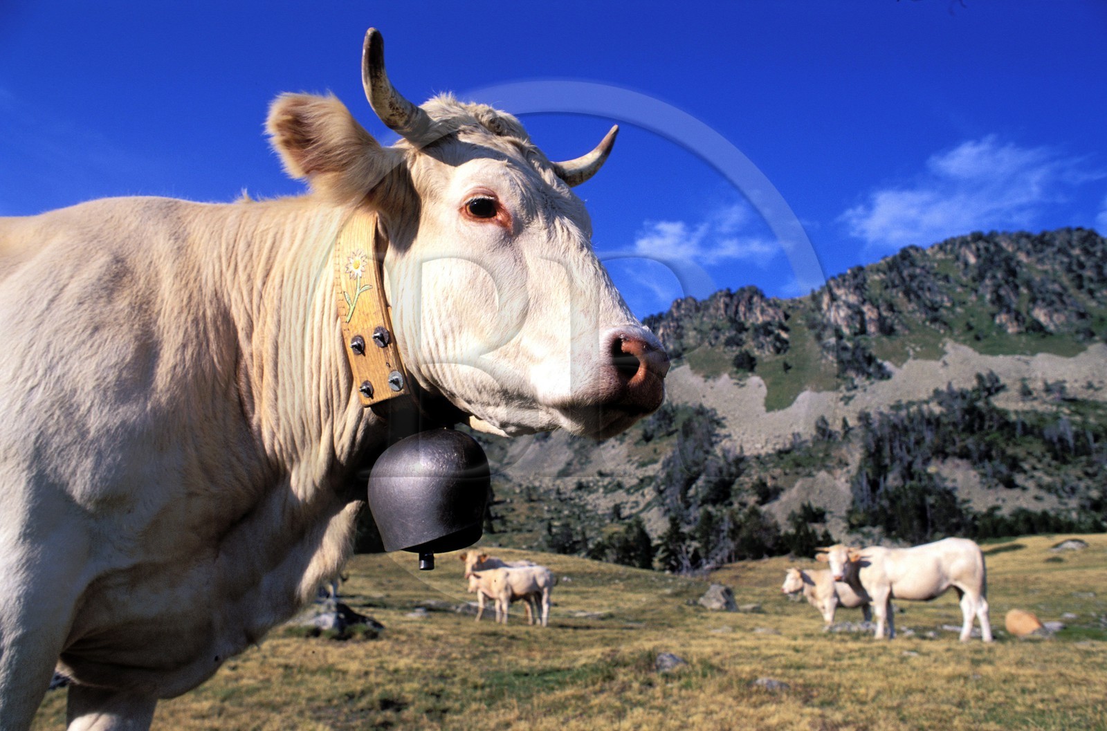 France, Hautes-Pyrénées (65), réserve de Néouvielle, troupeau de vaches