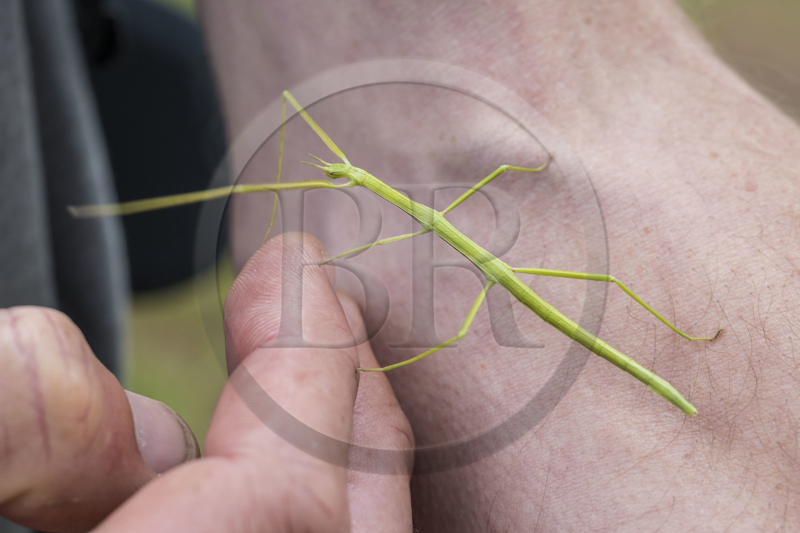 France, Côtes d'Armor (22), Grand Site de France Cap d'Erquy – Cap Fréhel, Fréhel, phasmes (Phasmida) à l'Anse du Croc