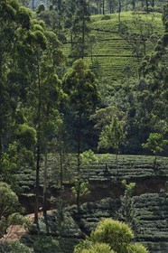 Sri Lanka, center province, Dalhousie, tea plantation