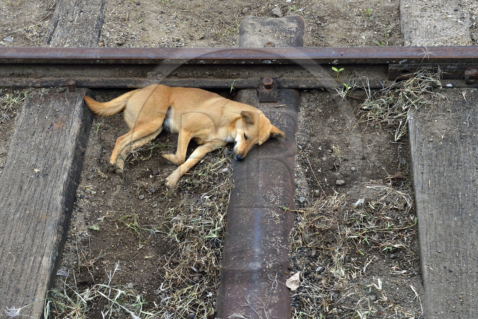 Sri Lanka, Province du Centre, trajet en train dans la région montagneuse de la culture du thé entre Hatton et Ella, chien errant dormant sur les rails en gare de Nanu Ova