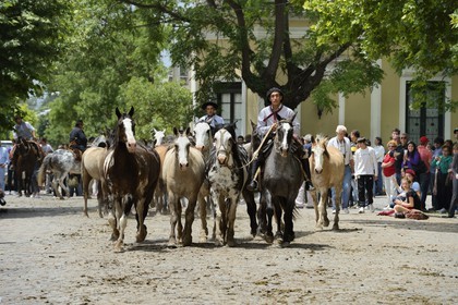Argentine, province de Buenos Aires, San Antonio de Areco, fête du Jour de la Tradition (Dia de la Tradicion), gaucho présentant son troupeau de chevaux