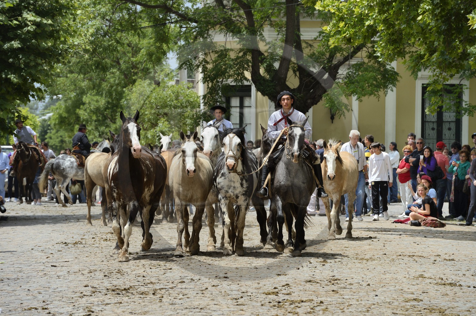 Argentine, province de Buenos Aires, San Antonio de Areco, fête du Jour de la Tradition (Dia de la Tradicion), gaucho présentant son troupeau de chevaux