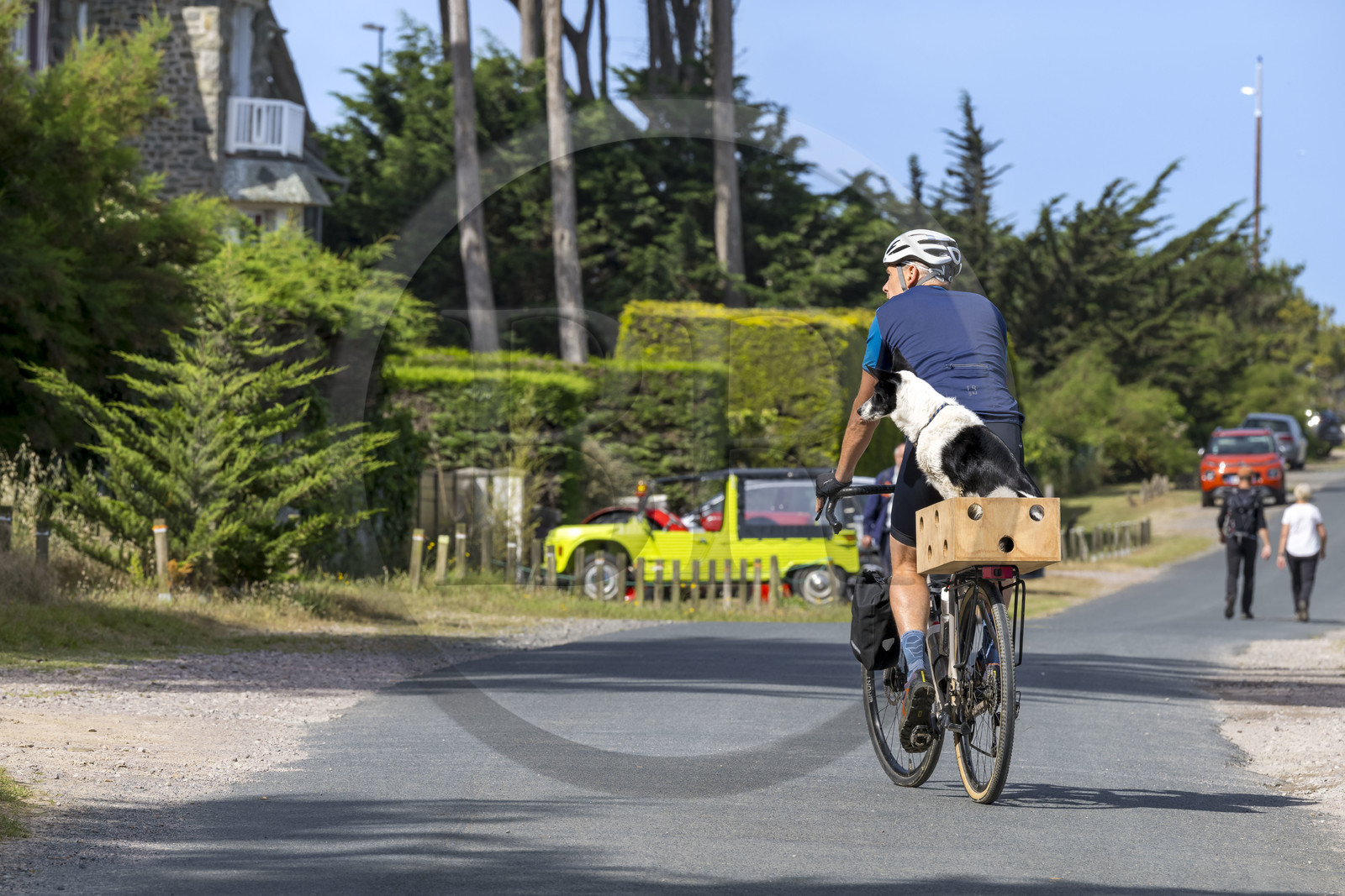 France, Côtes d'Armor (22), Grand Site de France Cap d'Erquy – Cap Fréhel, station balnéaire des Sables-d'Or-les-Pins à Fréhel, chien à bicyclette