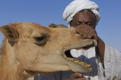 Egypte, Haute Egypte, Daraw au nord d'Assouan, marché aux dromadaires