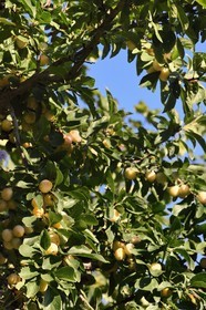 France, mirabelle plum tree , mirabelle plum