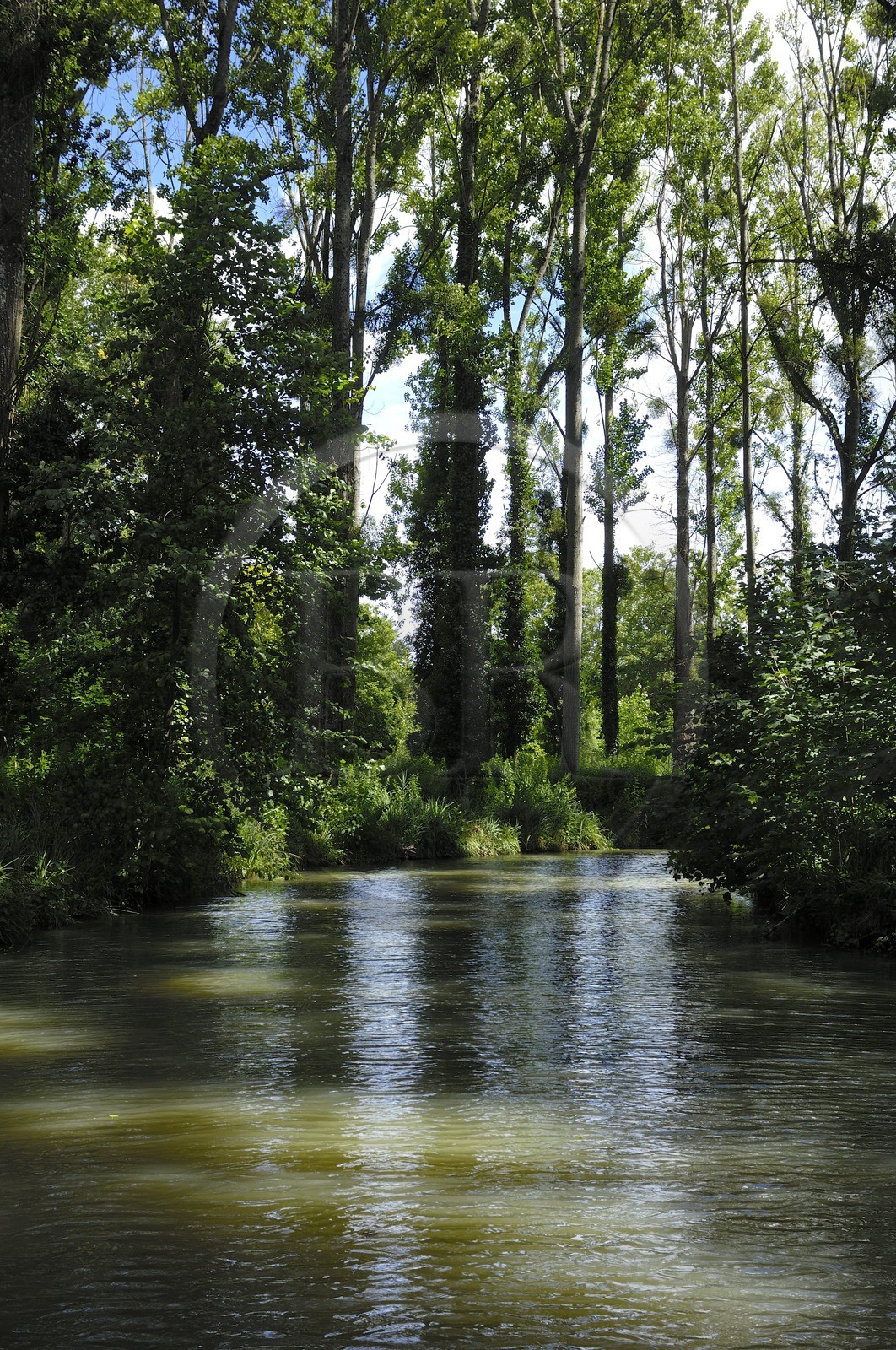 France, Loir-et-Cher (41), le parc du château de Cheverny, le canal qui traverse la propriété