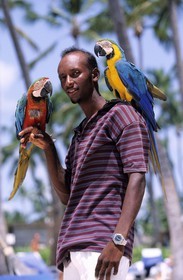Dominican Republic, Punta Cana, Bavaro, parrots and their breeder on the beach