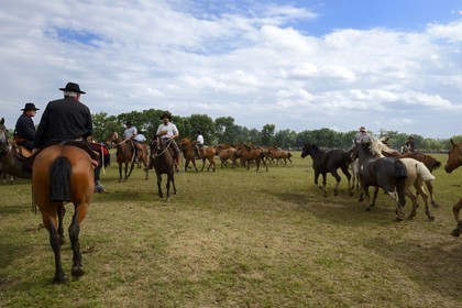 Argentine, province de Buenos Aires, San Antonio de Areco, fête du Jour de la Tradition (Dia de la Tradicion), figure appelée enchevêtrement de troupeaux (Entrevero de tropillas)