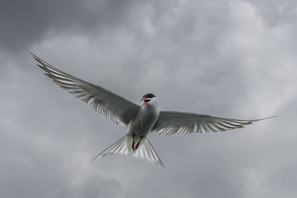 France, Finistère (29), Pays des Abers, Aber Wrac'h, Sterne pierregarin (Sterna hirundo)