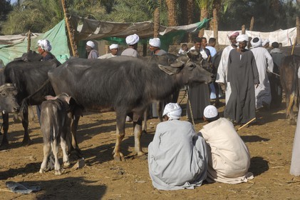 Egypte, Haute Egypte, Daraw au nord d'Assouan, marché aux animaux, vente de buffles