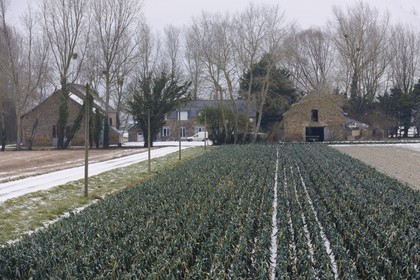 France, Ille-et-Vilaine (35), le polder du Mont-Saint-Michel, culture du poireau