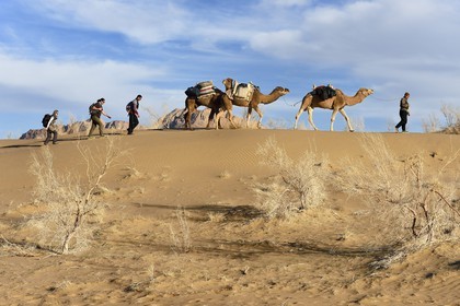 Iran, Province d'Ispahan, désert du Dasht-e Kavir, Mesr dans la région de Khur et Biabanak, caravane de dromadaires lors d'une randonnée chamelière