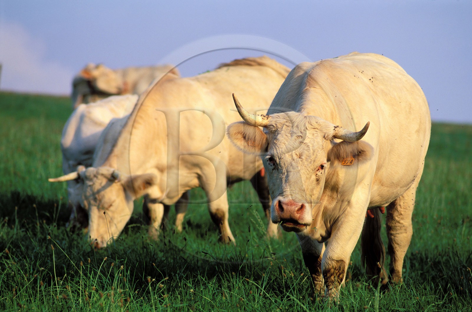 France, Hautes Pyrenees, charolais cows in a meadow of Mauvezin village