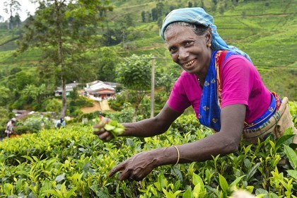 Sri Lanka, province du centre, Dalhousie, femme tamoul travaillant à la cueillette des feuilles dans une plantation de thé