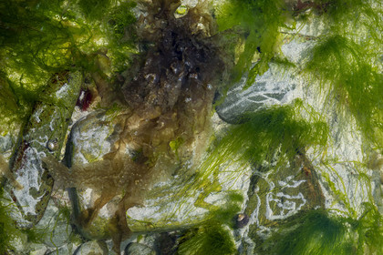 France, Finistère, Pays Bigouden (Bigouden country), Bay of Audierne, Plozevet, wild edible algae (Ao Nori the green ones) on foot on the beach at low tide