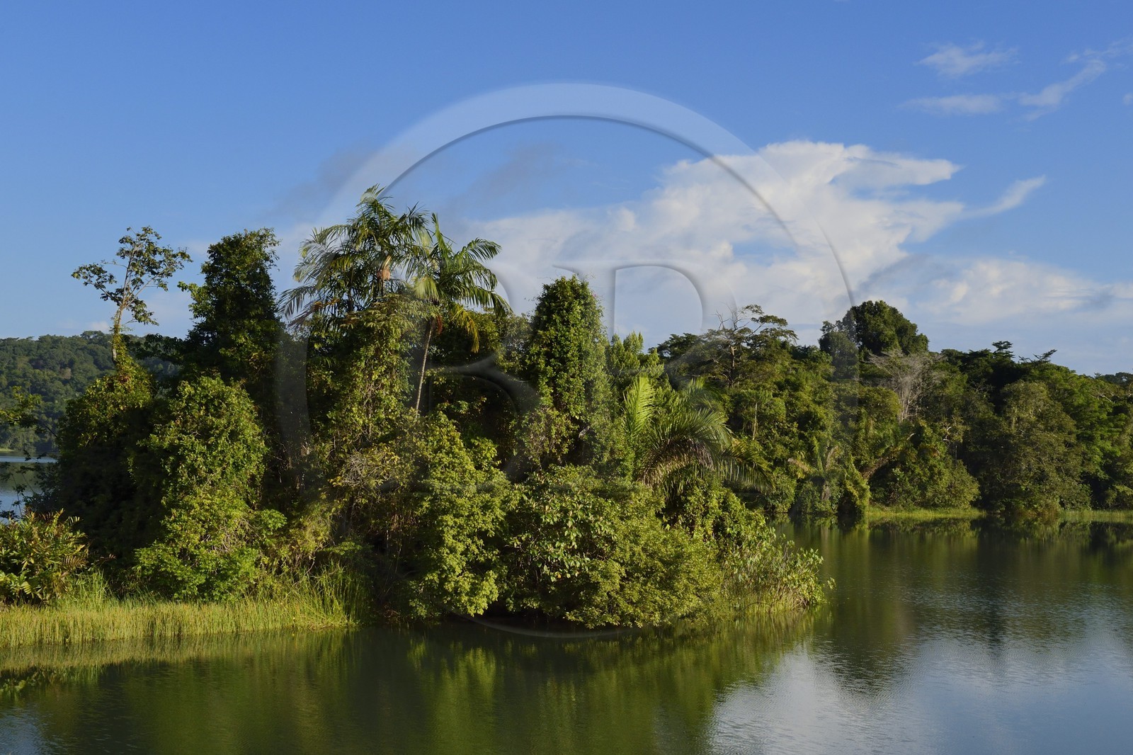 Panama, l'isthme de Panama entre Panama City et Colon le long de la ligne de train de la Panama Canal Railway