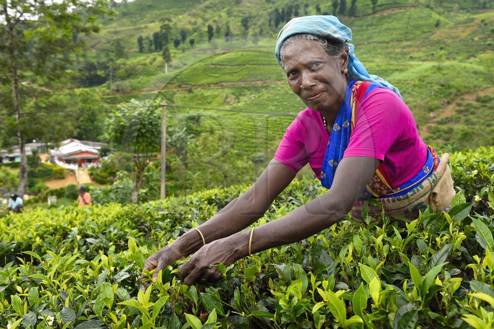 Sri Lanka, province du centre, Dalhousie, femme tamoul travaillant à la cueillette des feuilles dans une plantation de thé