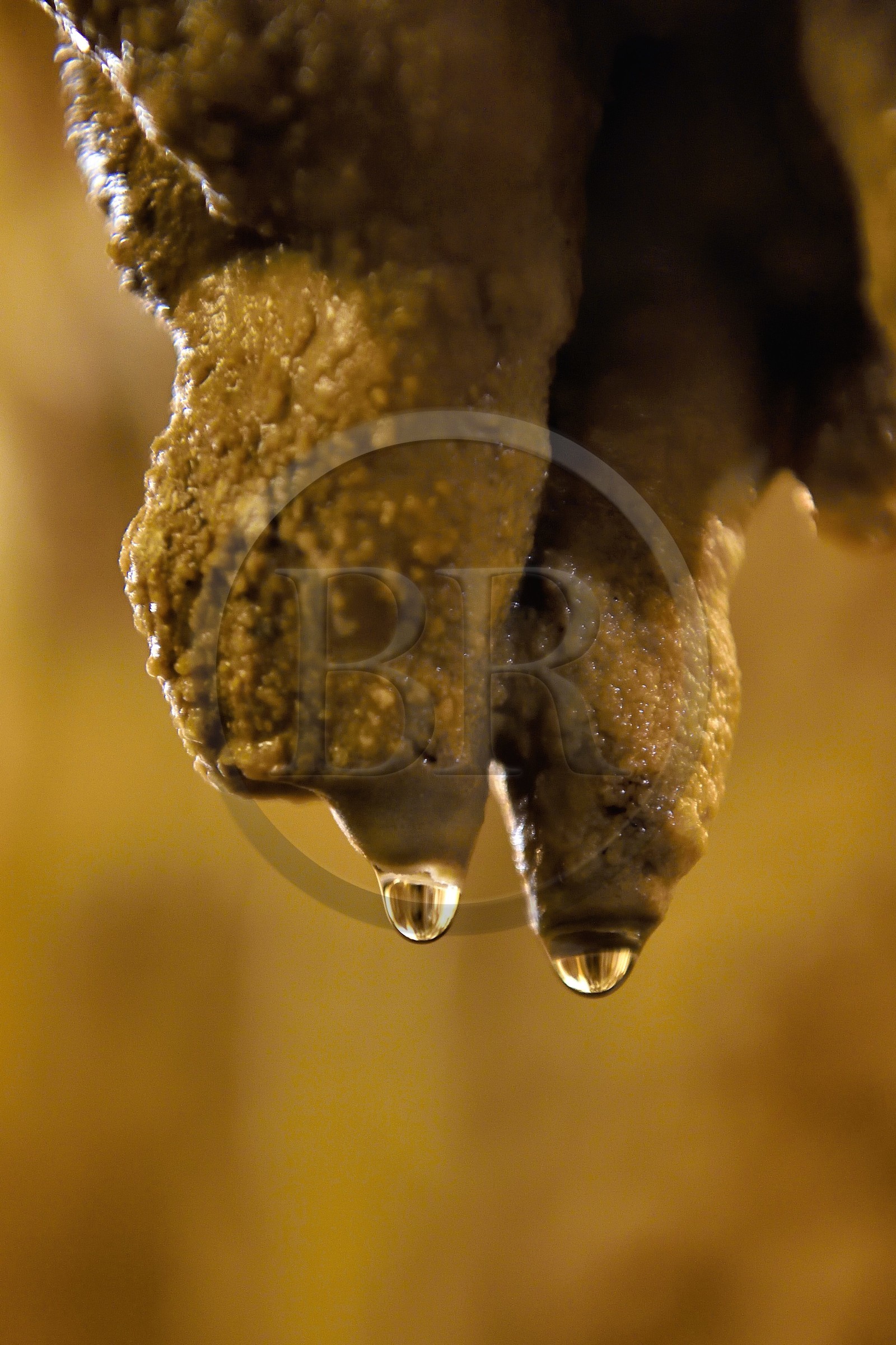 France, Dordogne (24), Périgord Vert, Villars, Grotte de Villars, concrétions dans les grottes, stalactite en formation