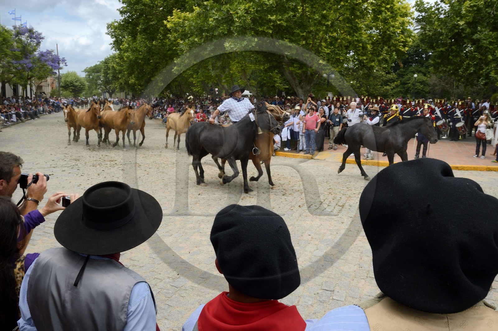 Argentine, province de Buenos Aires, San Antonio de Areco, fête du Jour de la Tradition (Dia de la Tradicion), gaucho présentant son troupeau de chevaux