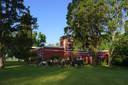 Argentine, province de Buenos Aires, San Antonio de Areco, gaucho et son troupeau de chevaux devant l'estancia La Bamba de Areco