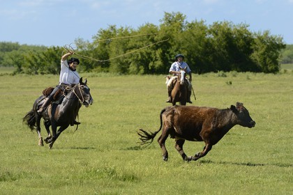 Argentina, Buenos Aires Province, San Antonio de Areco, estancia La Bamba de Areco, gauchos at work chasing a cow with a lasso
