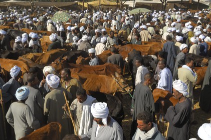 Egypte, Haute Egypte, Daraw au nord d'Assouan, marché aux vaches