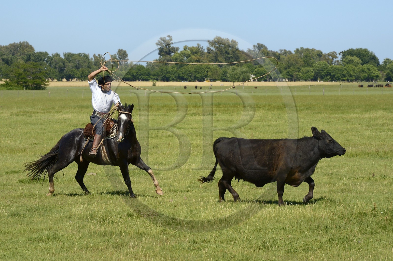 Argentine, province de Buenos Aires, San Antonio de Areco, estancia La Bamba de Areco, gaucho au travail pourchassant une vache au lasso