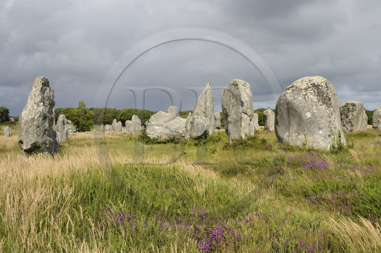 France, Morbihan (56), Carnac, alignement mégalithique de Kermario