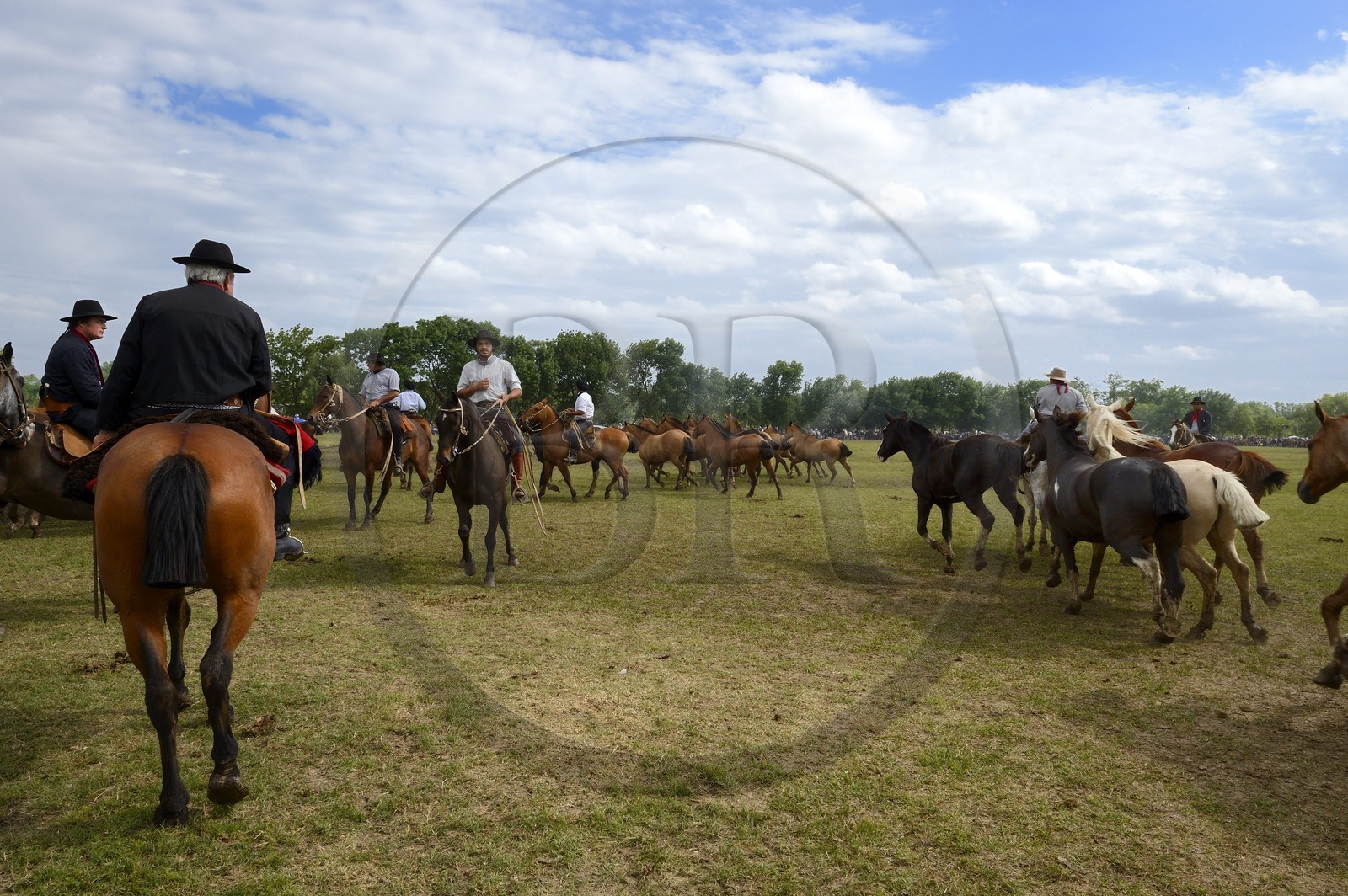 Argentine, province de Buenos Aires, San Antonio de Areco, fête du Jour de la Tradition (Dia de la Tradicion), figure appelée enchevêtrement de troupeaux (Entrevero de tropillas)