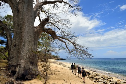 France, Mayotte island (French overseas department), Grande-Terre, M'Tsamoudou, Saziley headland, hikers on the long-distance hiking trail going around the island, baobab on the beach