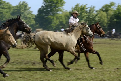 Argentine, province de Buenos Aires, San Antonio de Areco, fête du Jour de la Tradition (Dia de la Tradicion), figure appelée enchevêtrement de troupeaux (Entrevero de tropillas)