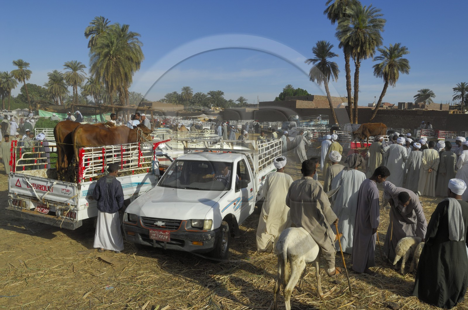 Egypt, Upper Egypt, Daraw in North Aswan, cows market