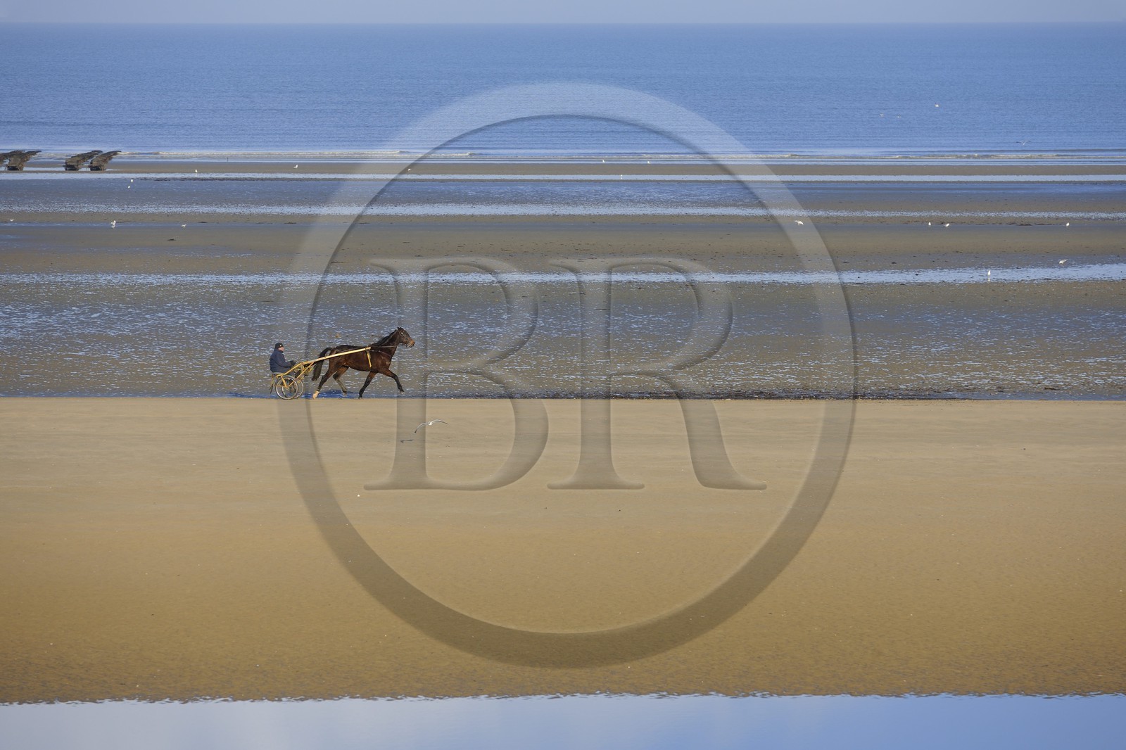 France, Manche (50), Cotentin, Sainte-Marie-du-Mont, Utah Beach où prit place le principal débarquement americain le 6 juin 1944, attelage de course de trot sur la plage à marée basse