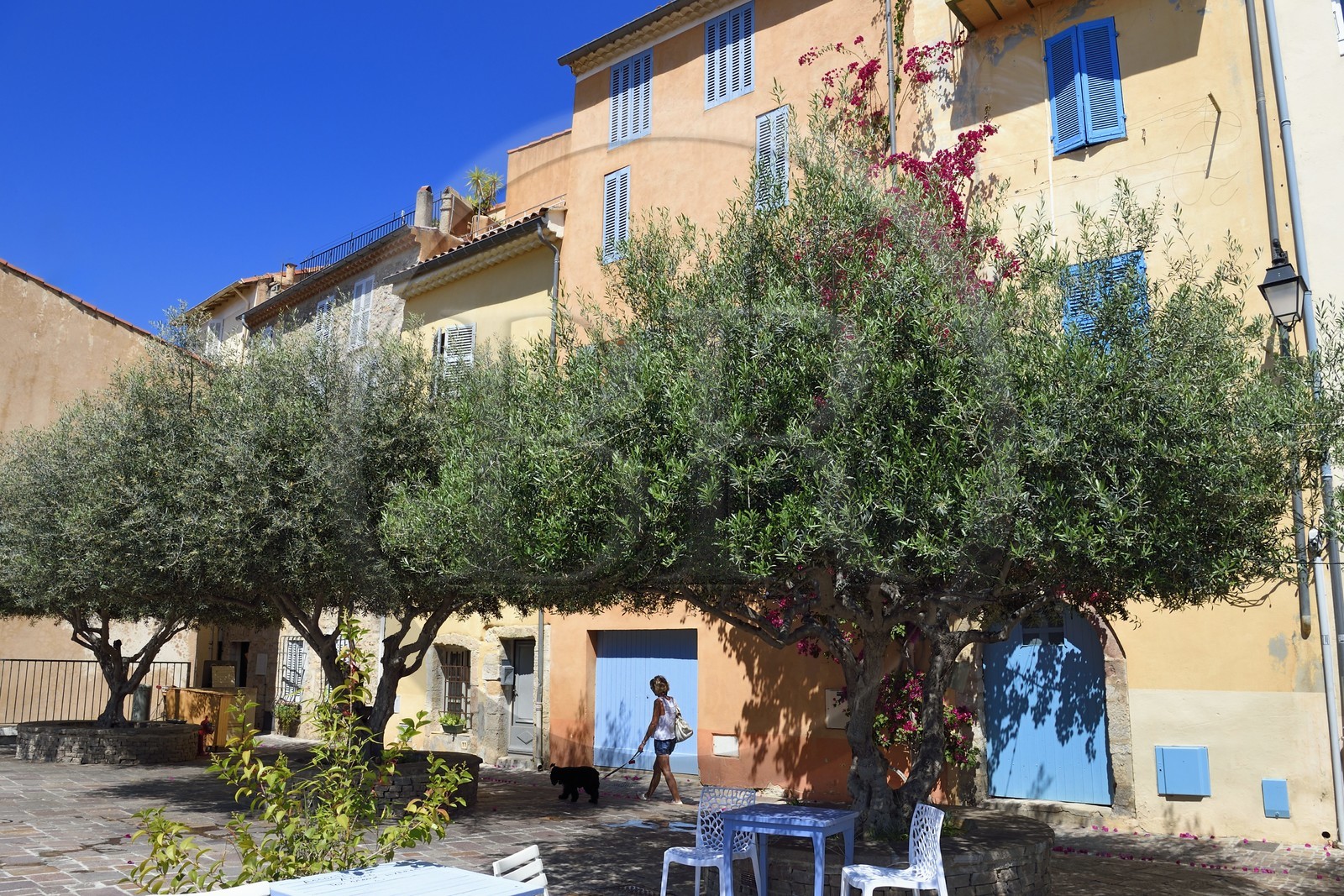 France, Var (83), Hyères, place Rabaton avec de beaux oliviers centenaires et des bougainvilliers grimpant sur les murs