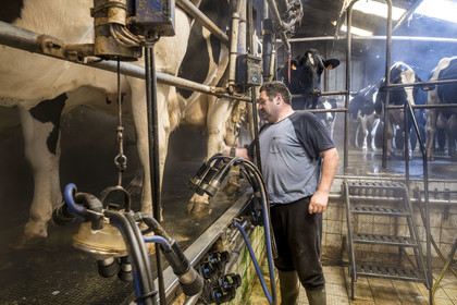France, Finistère (29), Pays des Abers, Lannilis, ferme de Keruzal Vihan en bordure de l'Aber Benoit, Christophe Monot éleveur de vache laitières prim’holstein et traite du soir