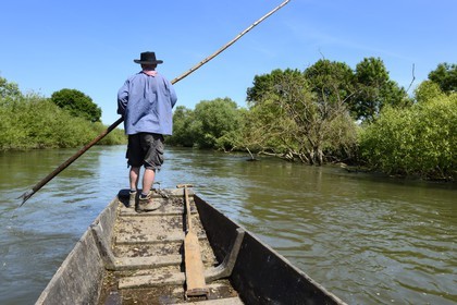 France, Bas Rhin, Ebersmunster and Muttersholtz region, the Ried, the boatman Patrick Unterstock in a small flat wooden bottom boat on the Ill river