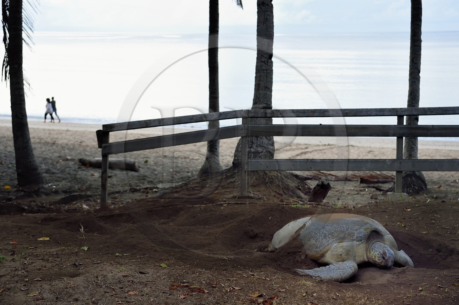 France, Ile de Mayotte, Grande-Terre, Kani-Keli, plage de N’Gouja, le Jardin Maoré, tortue (de mer) verte (Chelonia mydas) recouvrant de sable ses oeufs après la ponte