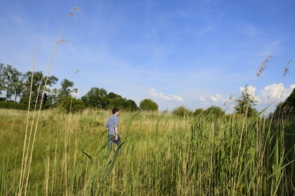 France, Bas Rhin, the Ried towards Herbsheim, the wet meadows